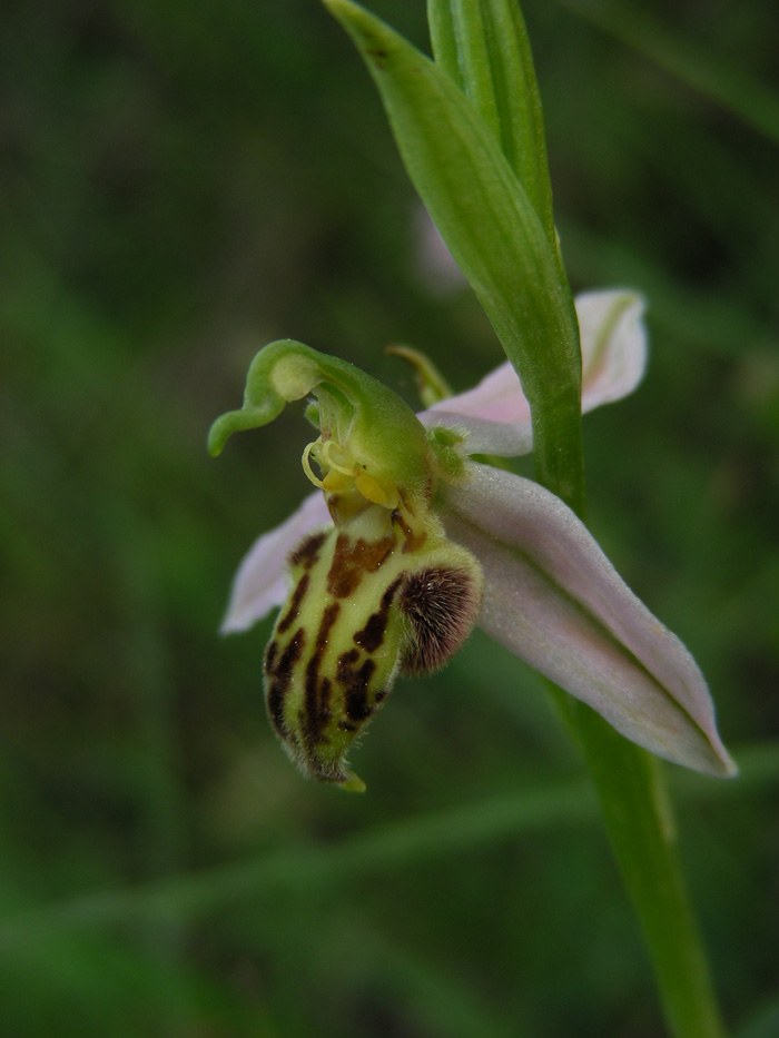 Ophrys apifera var. trollii